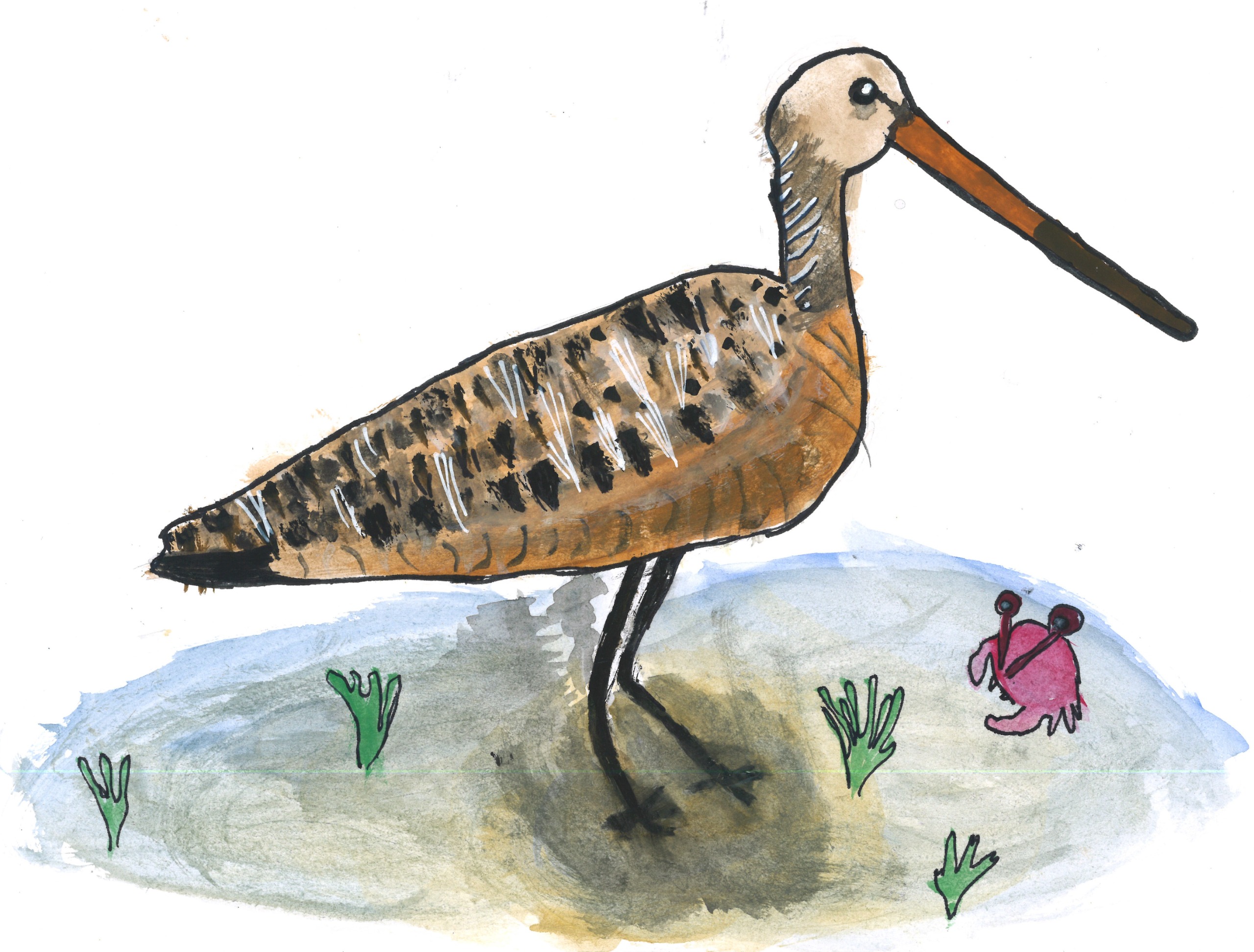 Godwit illustration by Elizabeth from Russell Lea Public School